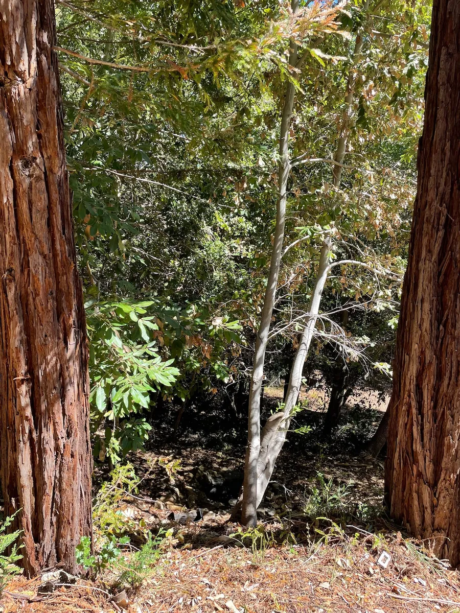 Creek bed near the property