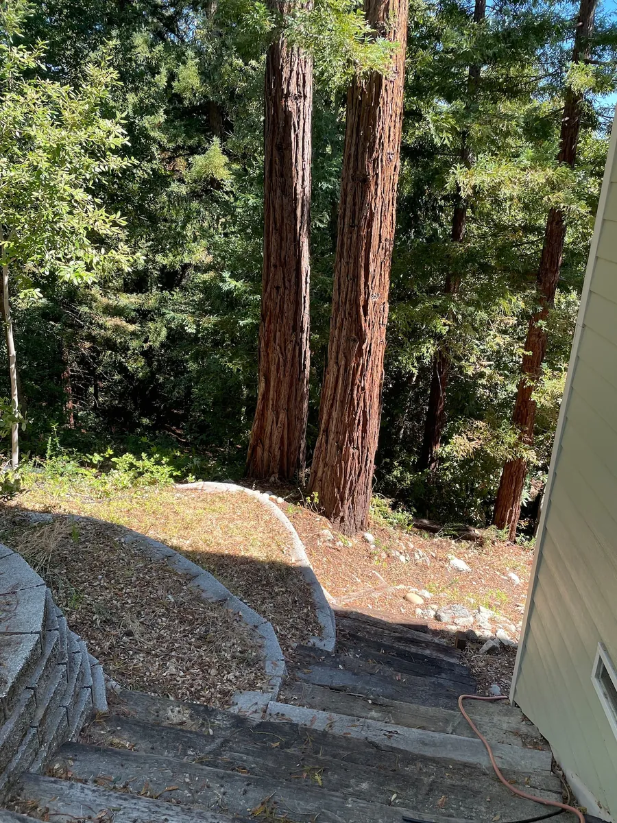Forest path with ferns
