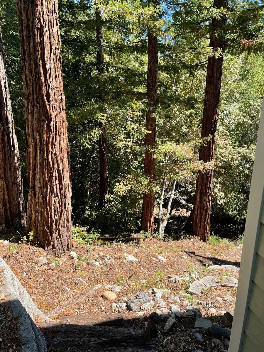 Forest canopy from the property grounds